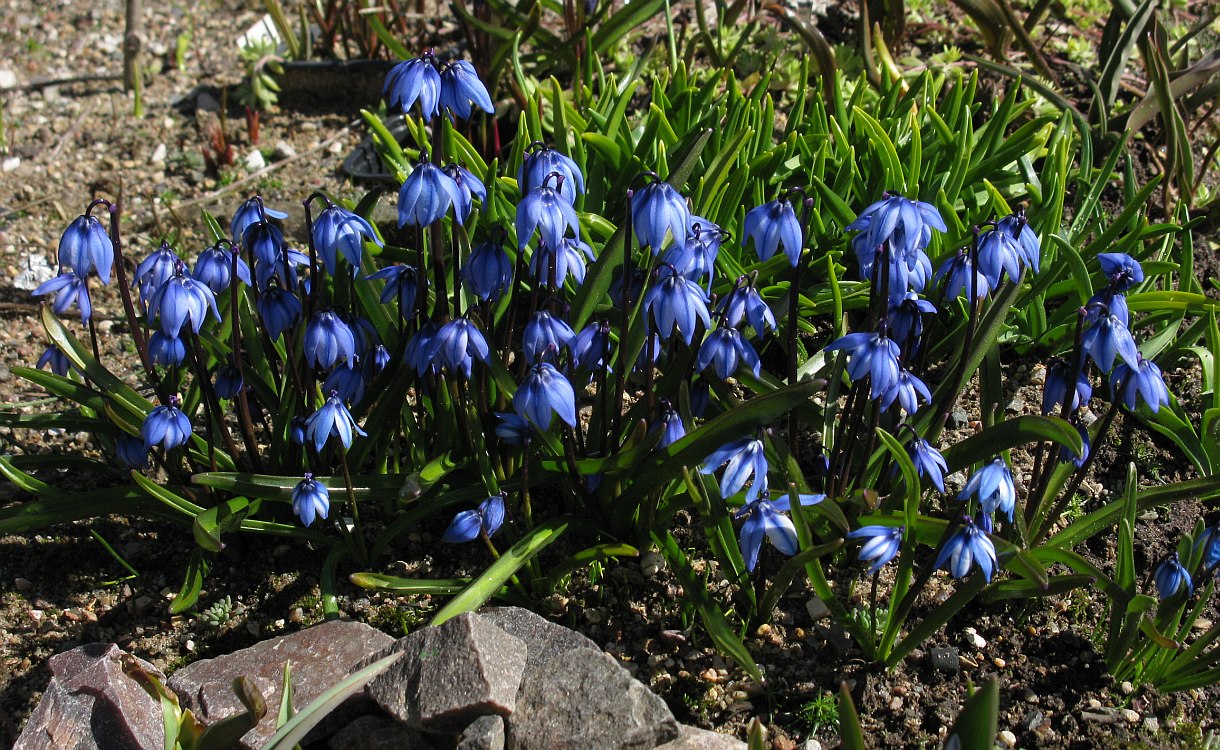 Image of Scilla armena specimen.