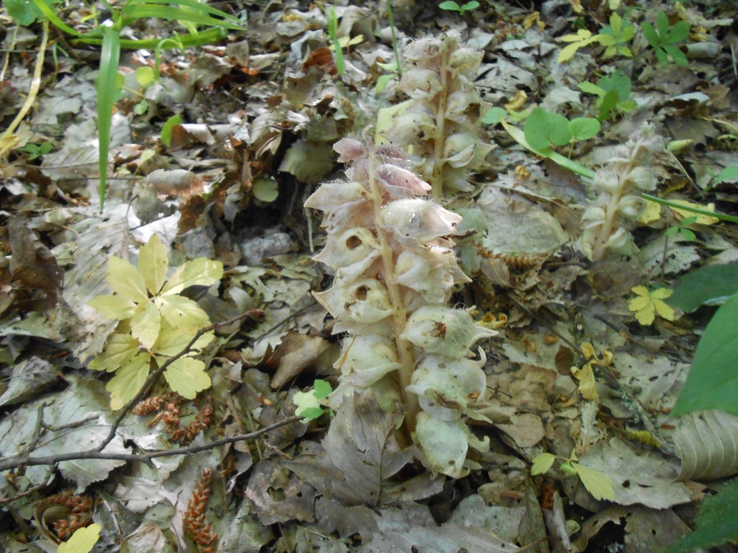 Image of Lathraea squamaria specimen.