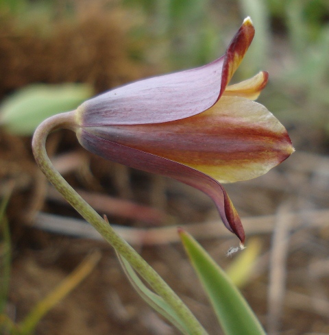 Image of Fritillaria pinardii ssp. hajastanica specimen.