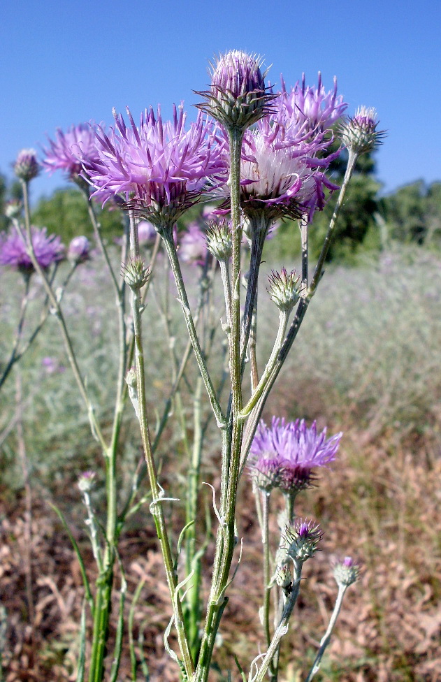 Image of Jurinea polyclonos specimen.