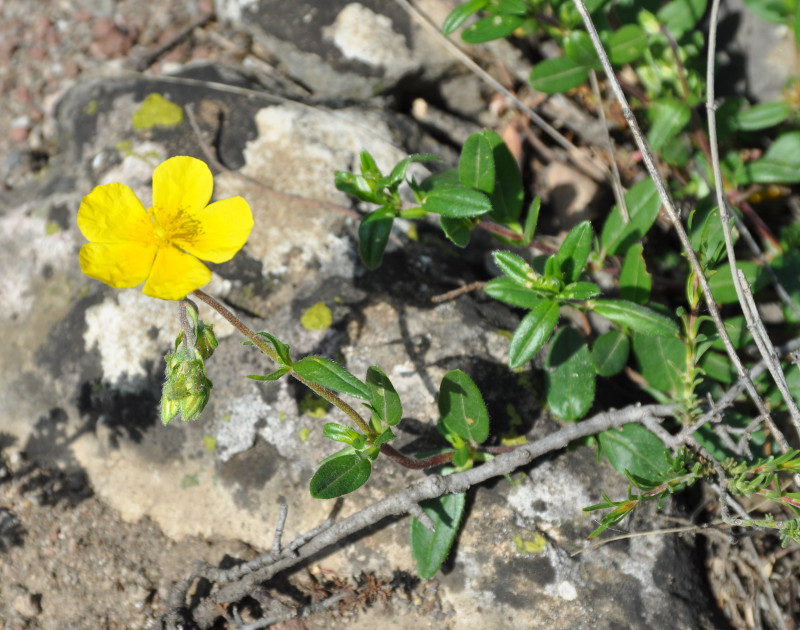 Image of Helianthemum nummularium specimen.