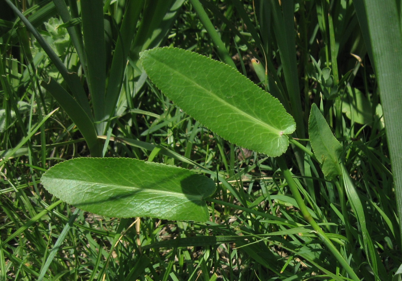 Image of Gongylosciadium falcarioides specimen.