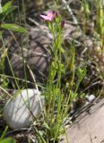 Centaurium littorale. Верхушка цветущего растения. Эстония, Сааремаа, п-ов Harilaid, приморские пески. 23.06.2013.