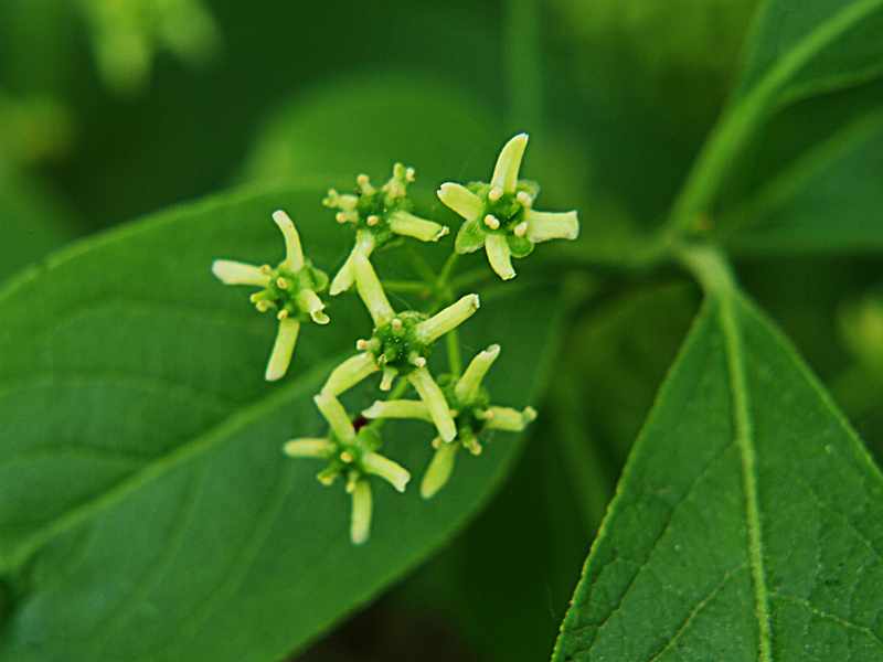 Image of Euonymus europaeus specimen.