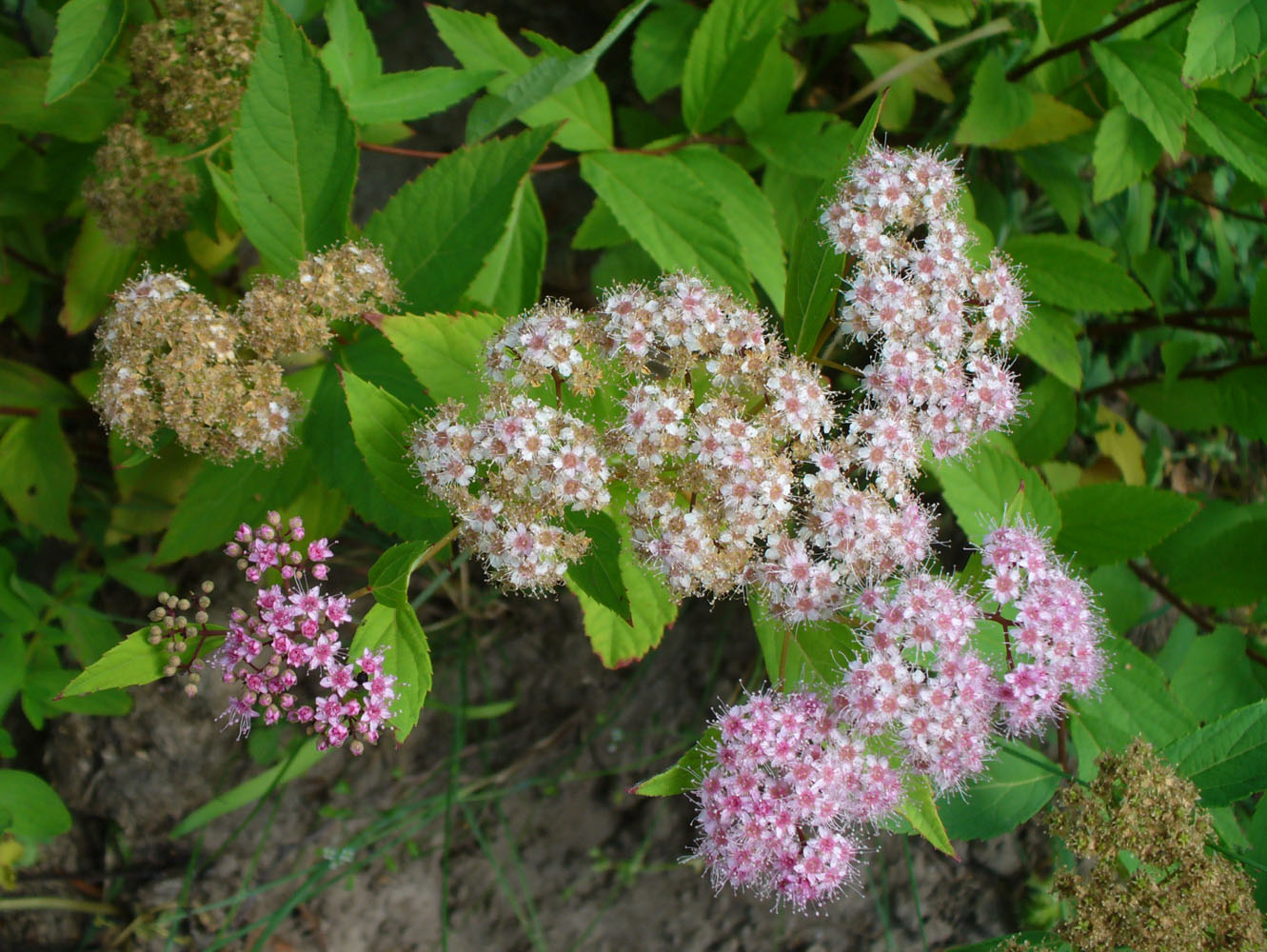 Изображение особи Spiraea japonica.