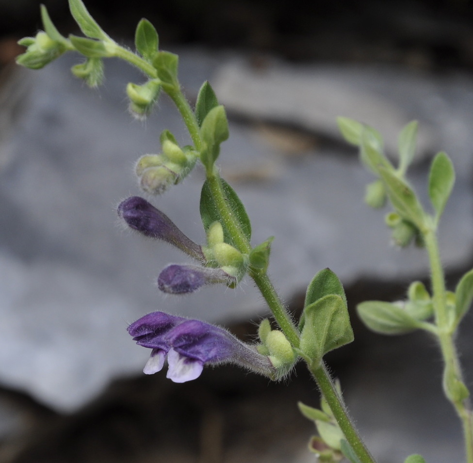 Image of Scutellaria rupestris ssp. olympica specimen.