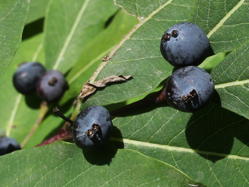 Image of Lonicera orientalis specimen.