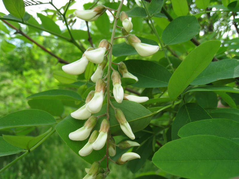 Image of Robinia pseudoacacia specimen.