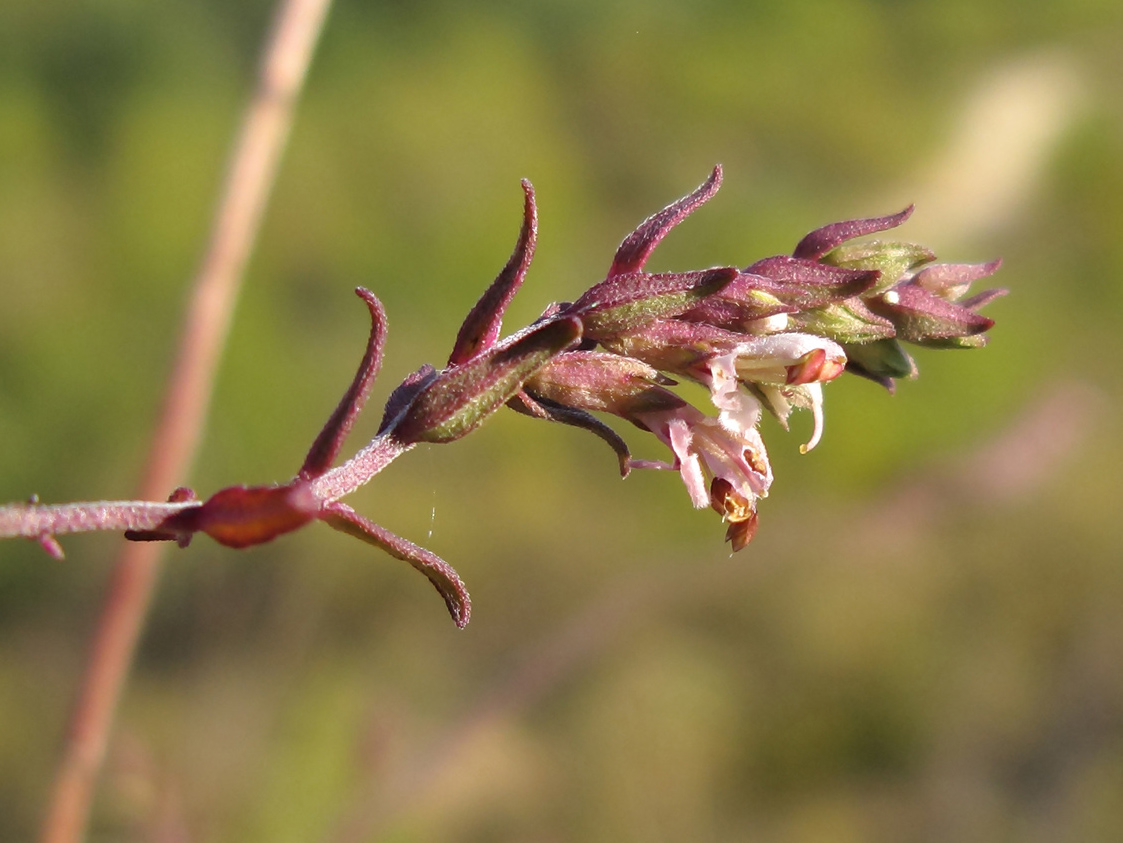 Изображение особи Odontites vulgaris.