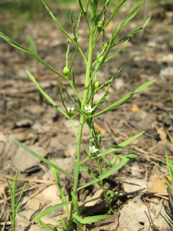 Изображение особи Thesium repens.