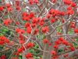 Смотреть изображение Erythrina lysistemon