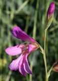 Gladiolus italicus. Верхушка соцветия с раскрытым цветком. Израиль, окр. г. Кирьят-Оно, около залежи. 28.03.2014.