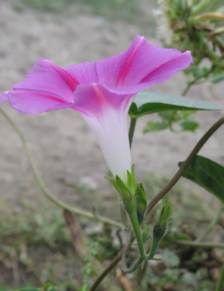 Image of Ipomoea purpurea specimen.