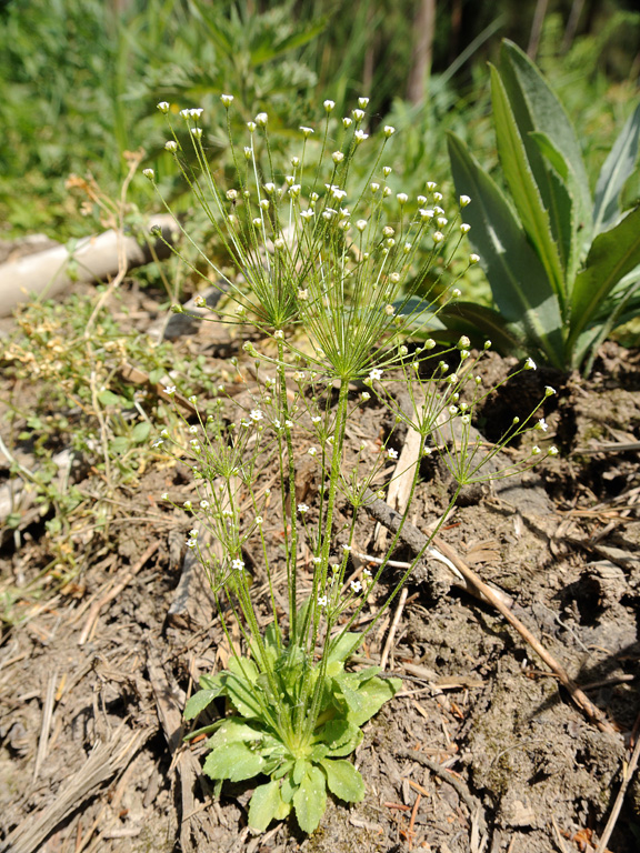 Image of Androsace filiformis specimen.