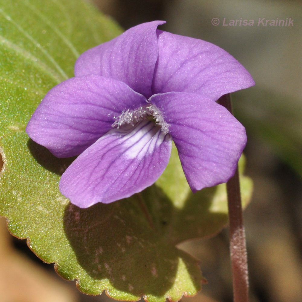 Изображение особи Viola primorskajensis.