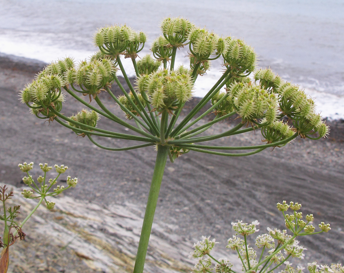 Image of Astrodaucus littoralis specimen.