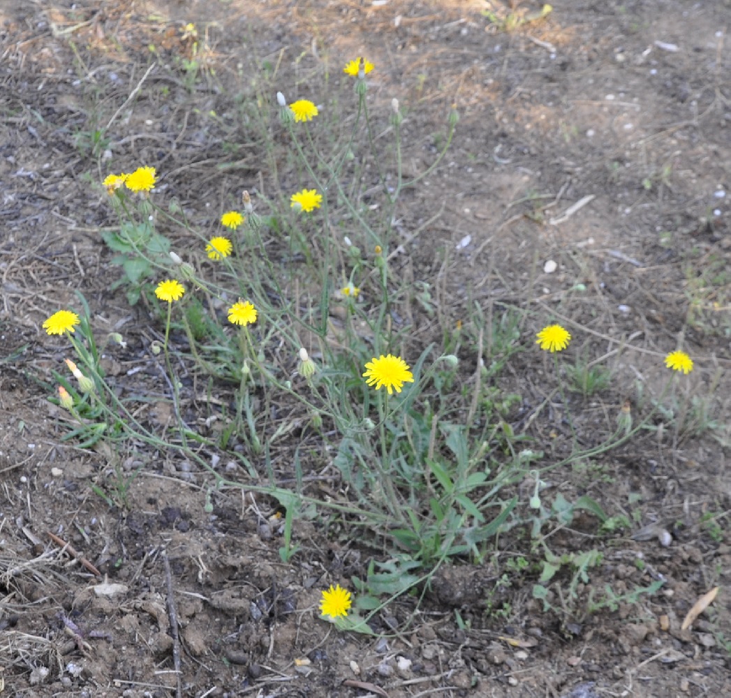 Изображение особи род Crepis.