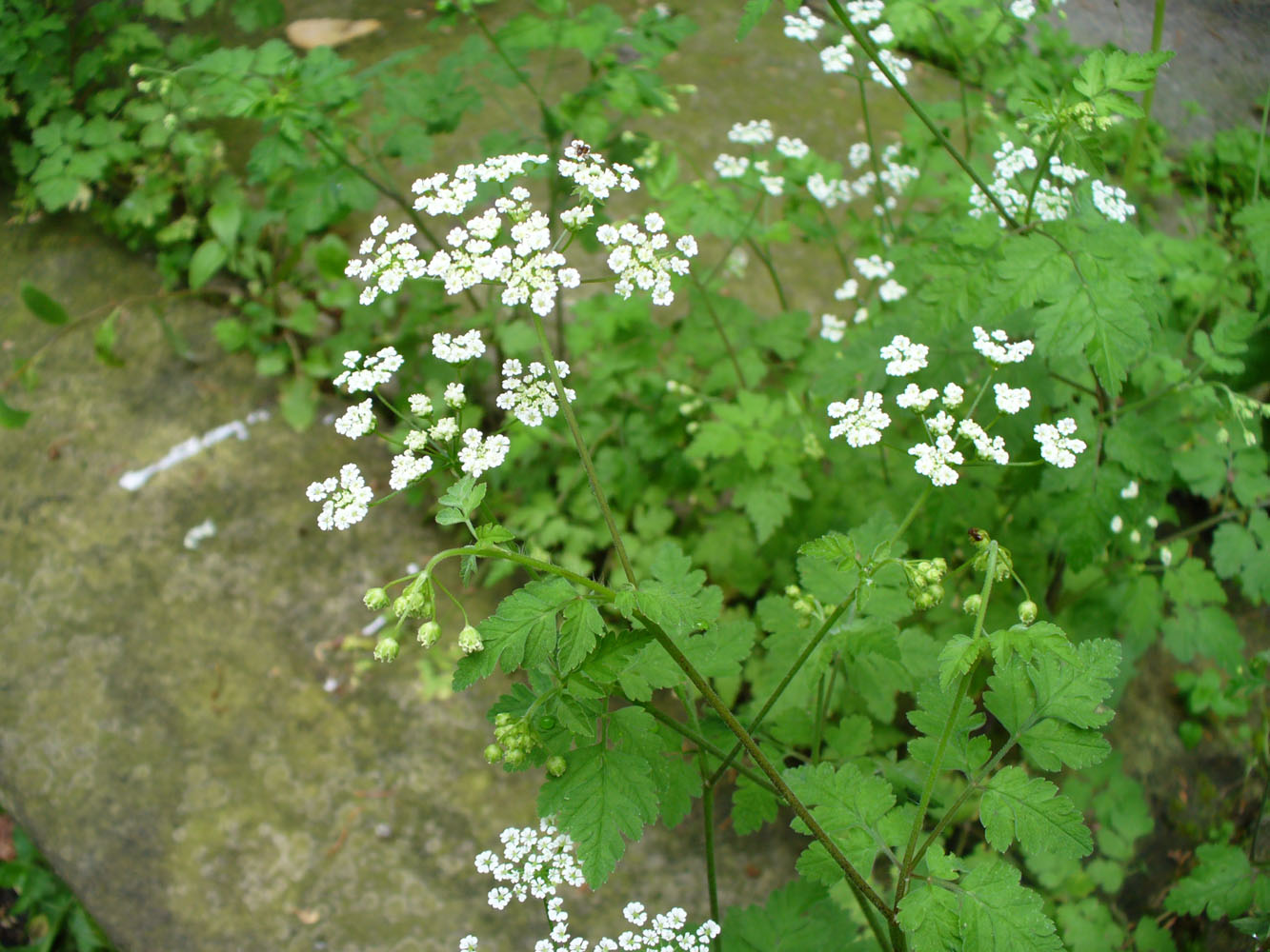 Image of Chaerophyllum temulum specimen.