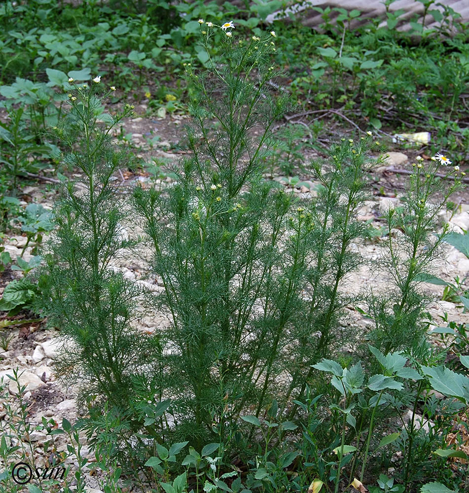 Image of Tripleurospermum inodorum specimen.