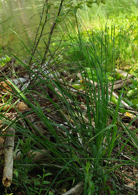 Image of Molinia caerulea specimen.