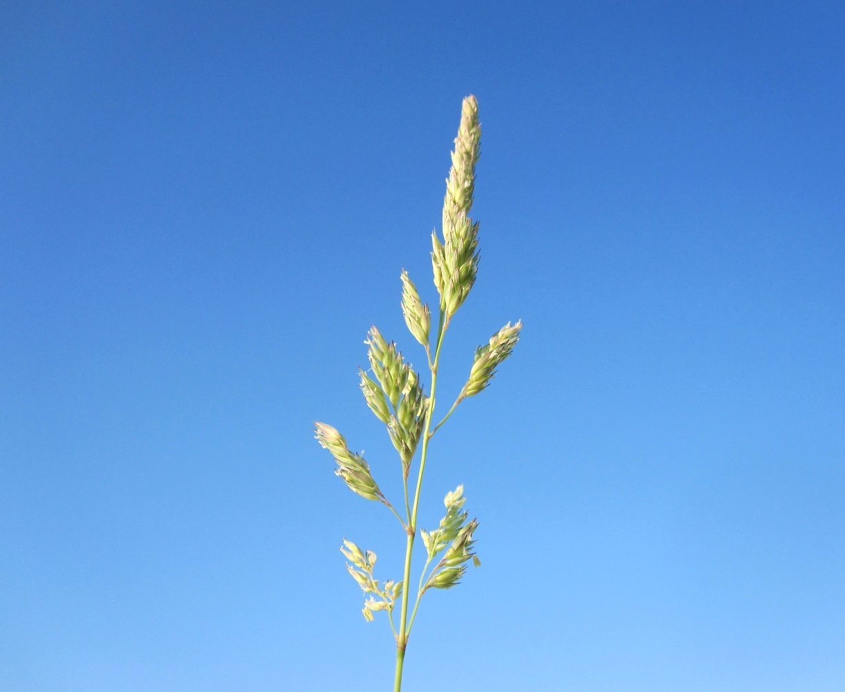 Image of Phalaroides arundinacea specimen.