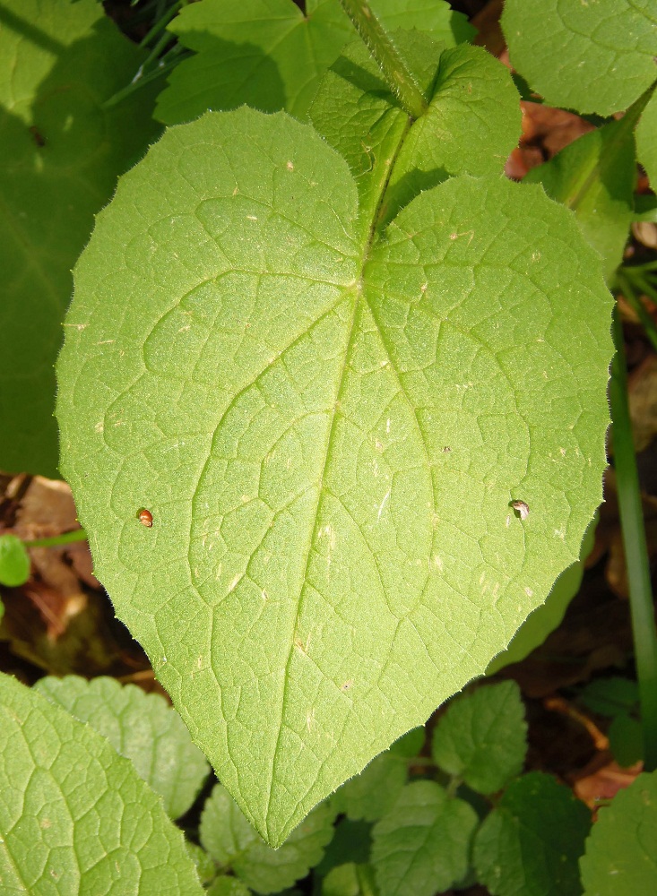 Image of Doronicum austriacum specimen.