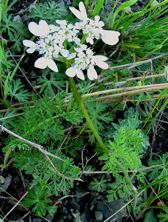 Изображение особи Orlaya daucoides.