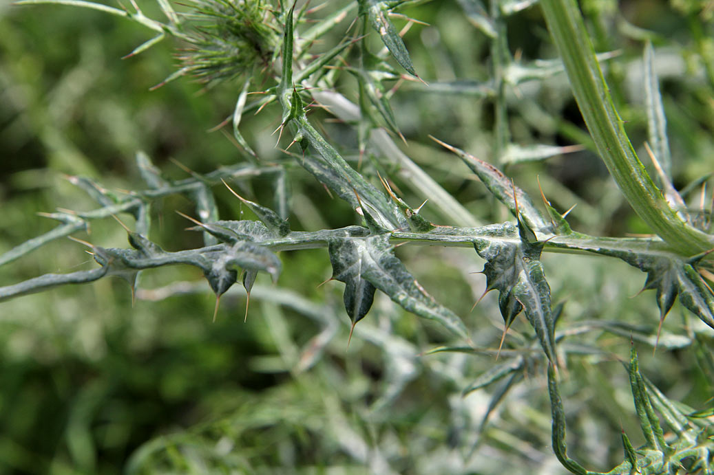 Image of Galactites tomentosus specimen.