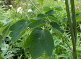 Thalictrum aquilegiifolium. Часть побега. Московская обл., Талдомский р-н. 23.06.2014.