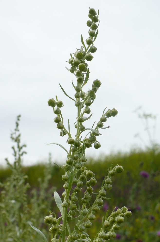 Image of Artemisia sieversiana specimen.