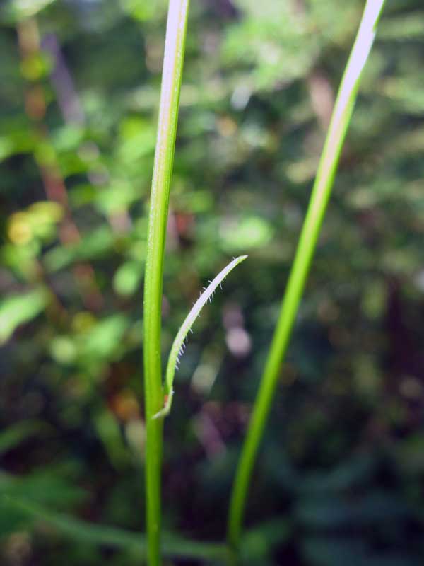 Image of Campanula turczaninovii specimen.