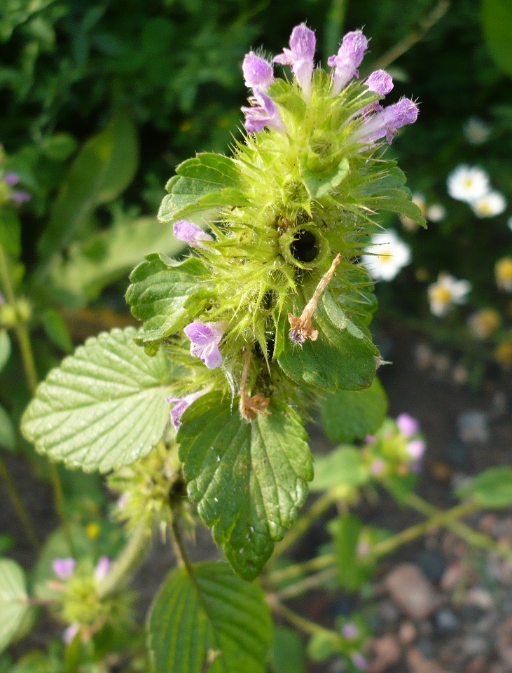 Image of Galeopsis bifida specimen.