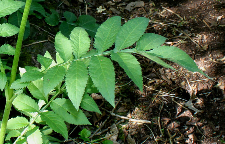 Изображение особи Cephalaria gigantea.