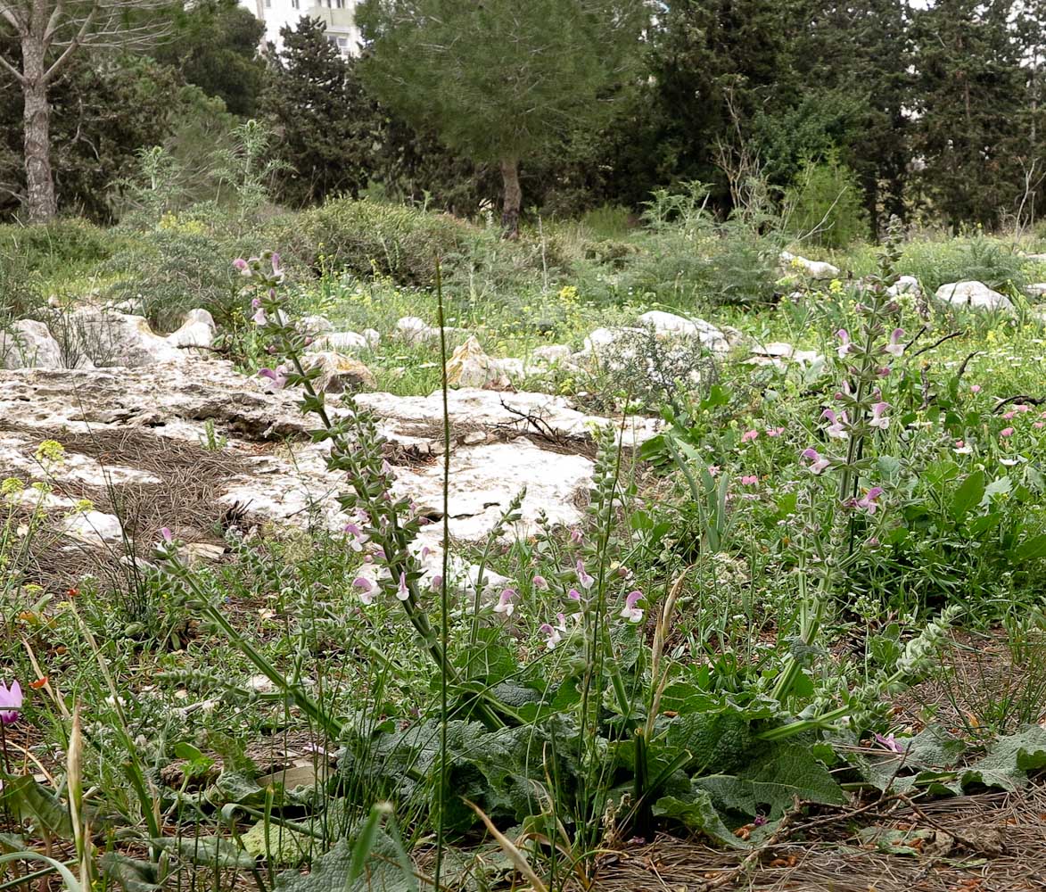 Image of Salvia hierosolymitana specimen.