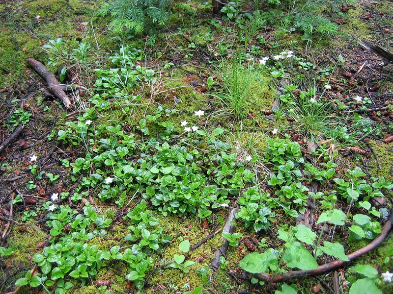 Image of Moneses uniflora specimen.