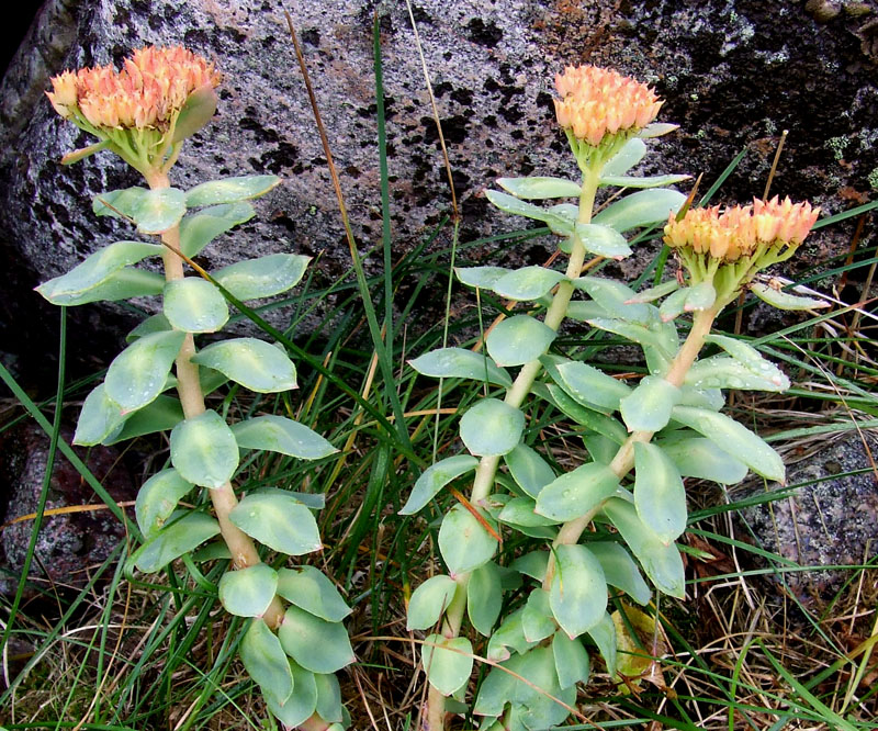 Изображение особи Rhodiola rosea.