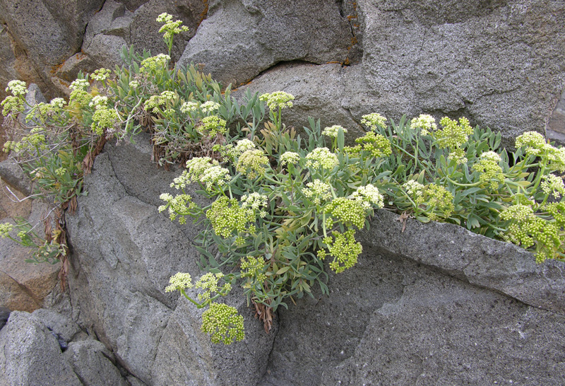 Изображение особи Crithmum maritimum.