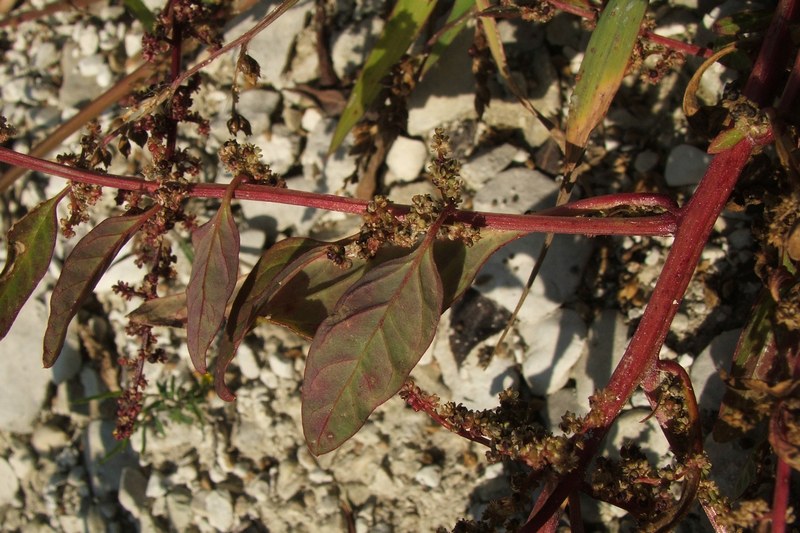 Image of Lipandra polysperma specimen.