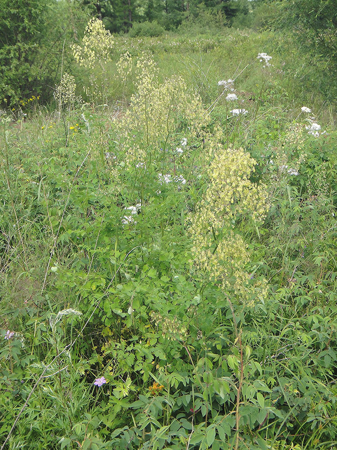 Image of Thalictrum minus specimen.