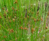 Juncus filiformis. Побеги с соплодиями. Архангельская обл., Холмогорский р-н, окр. пос. Усть-Пинега, лесная дорога на вырубке. 10.07.2014.