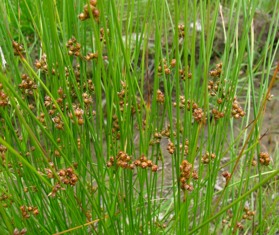 Изображение особи Juncus filiformis.