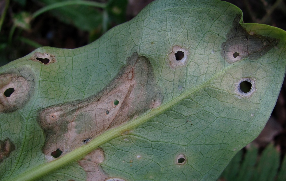 Image of Arum italicum ssp. albispathum specimen.