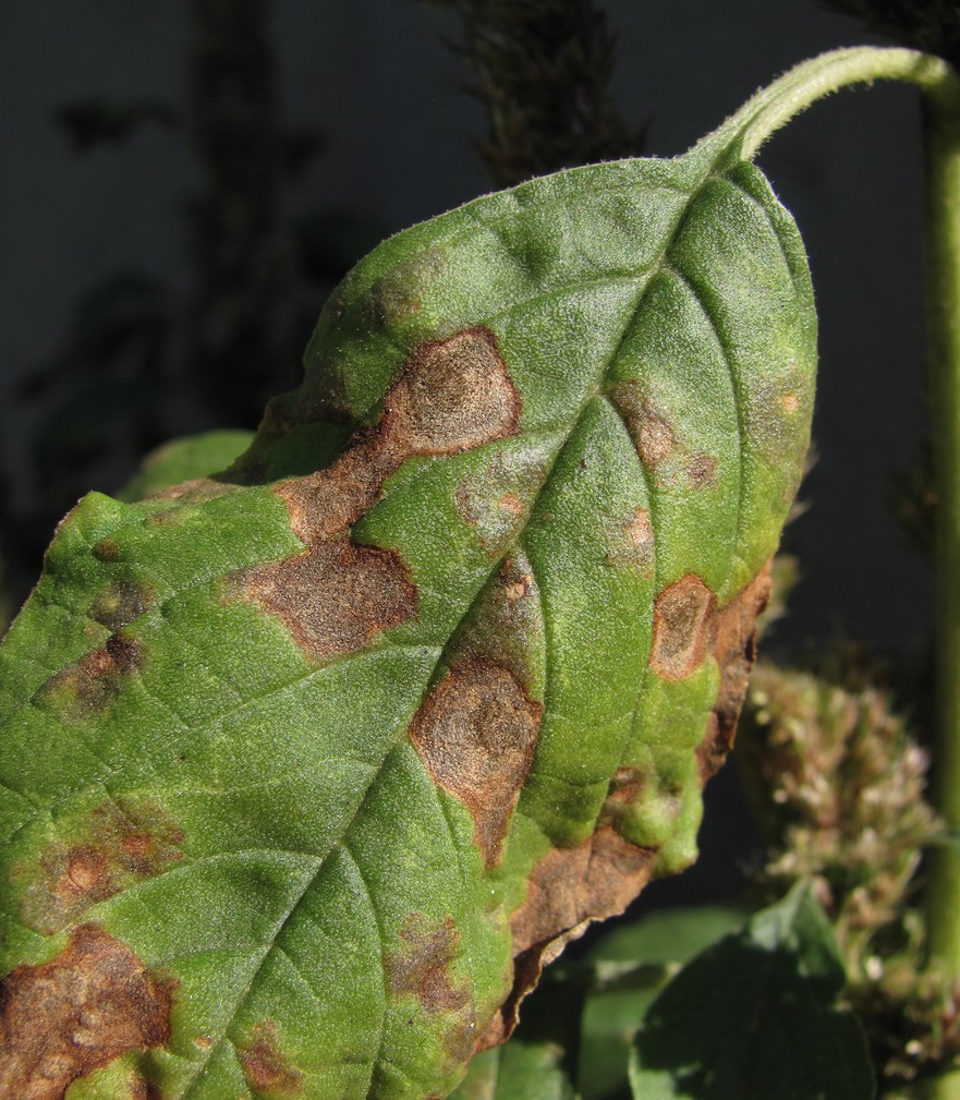 Image of Amaranthus retroflexus specimen.