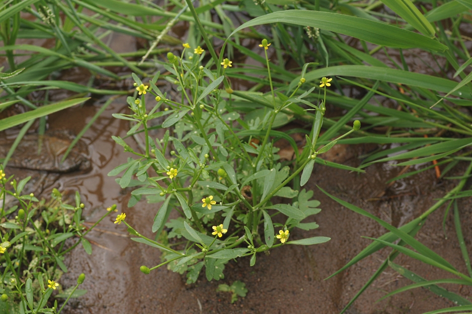 Изображение особи Ranunculus sceleratus.