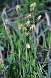 Carex pilosa. Побеги с соцветиями. Московская обл., окр. г. Железнодорожный, опушка смешанного леса. 09.05.2015.