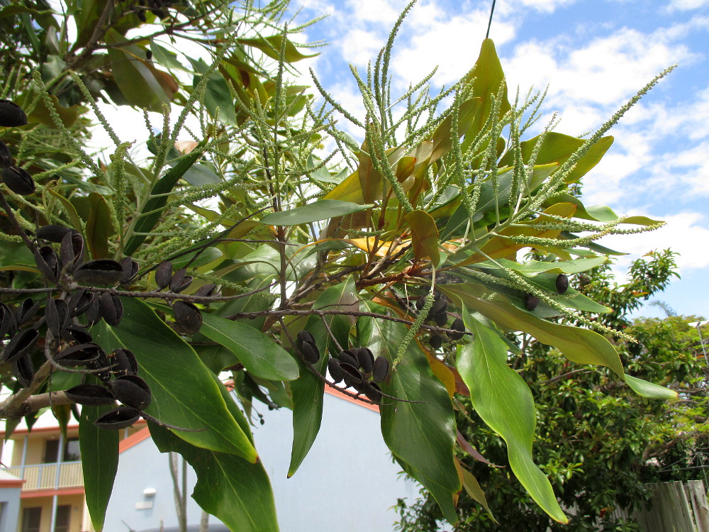 Image of Grevillea baileyana specimen.