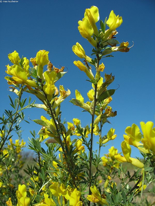 Image of Chamaecytisus borysthenicus specimen.