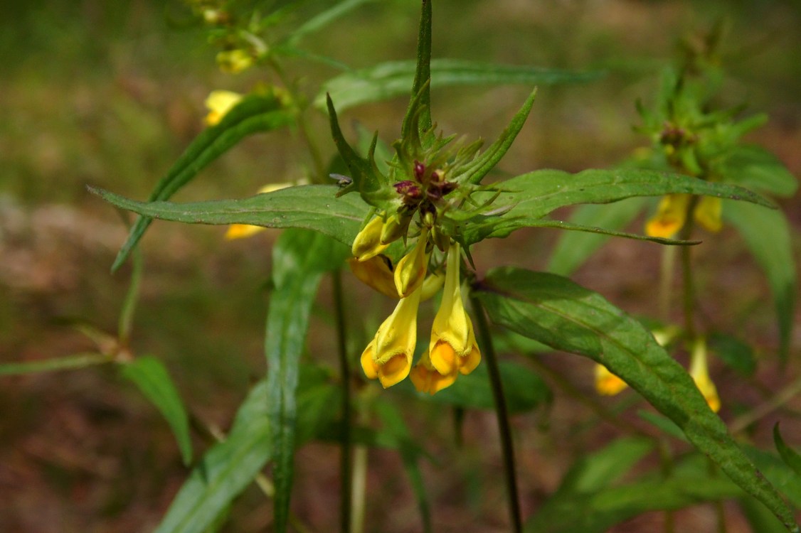 Image of Melampyrum pratense specimen.