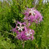 Dianthus superbus