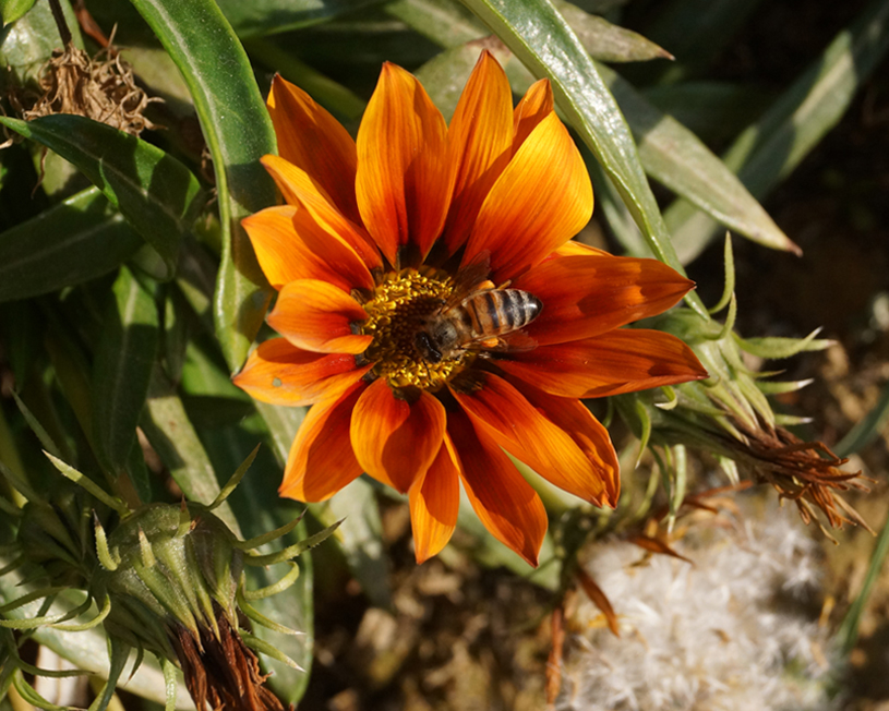 Image of genus Gazania specimen.